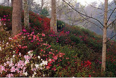 《上古卷轴6》《星空》或有多人模式 招聘启事显端倪